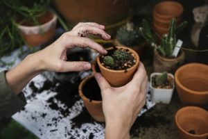 bien entretenir vos plantes