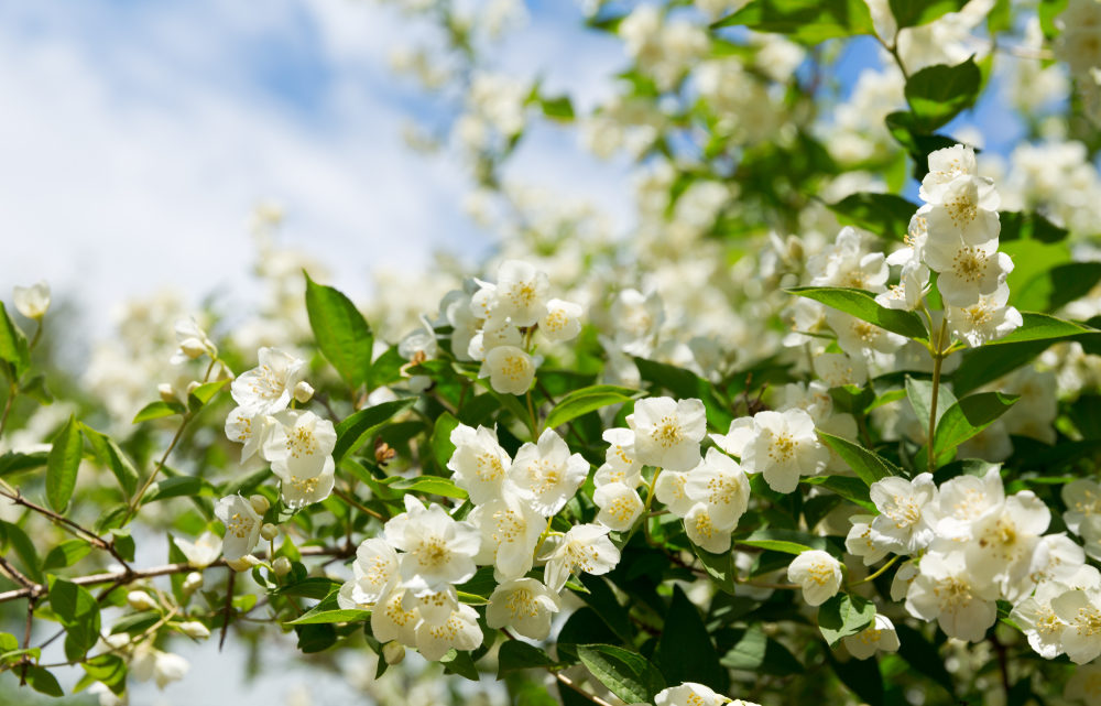 Les meilleures plantes à découvrir pour embellir son jardin