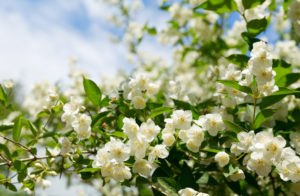 jasmin