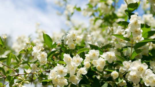 Les meilleures plantes à découvrir pour embellir son jardin