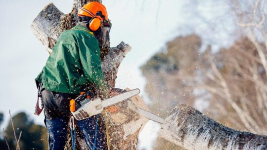 Les règles à respecter pour abattre l’arbre du jardin