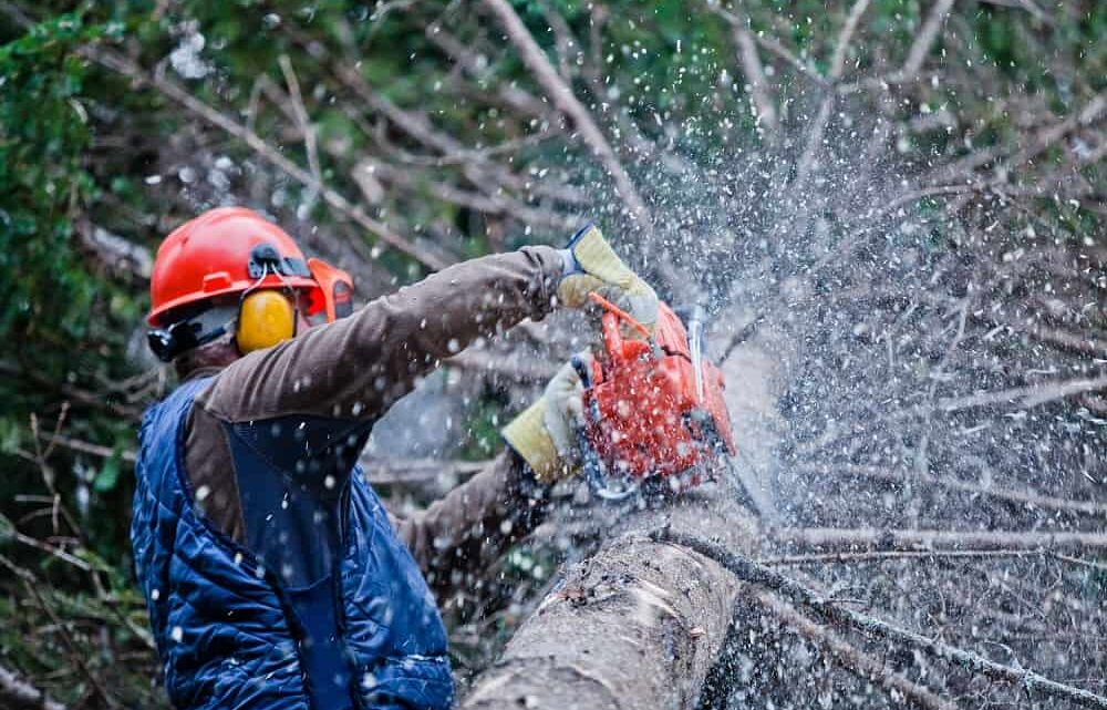 Les précautions à prendre pour abattre un arbre en toute sécurité