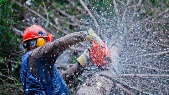 Les précautions à prendre pour abattre un arbre en toute sécurité