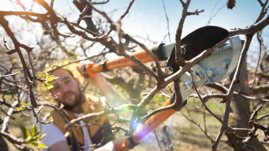 Quelles sont les techniques pour élaguer un arbre ?