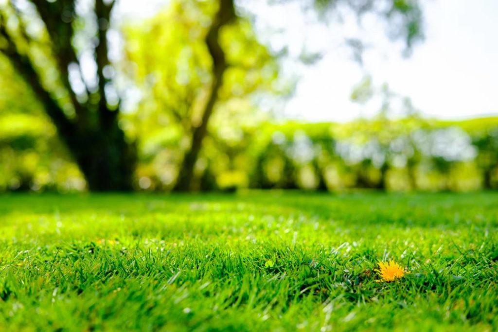 De 10€ à 1500€ : quel épandeur à gazon choisirez vous pour sublimer votre  jardin ?