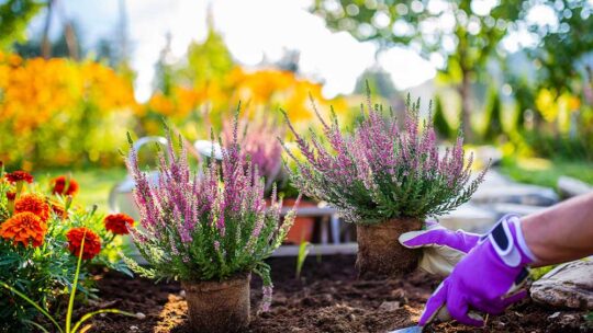 Règles à respecter pour réussir l’aménagement de son jardin