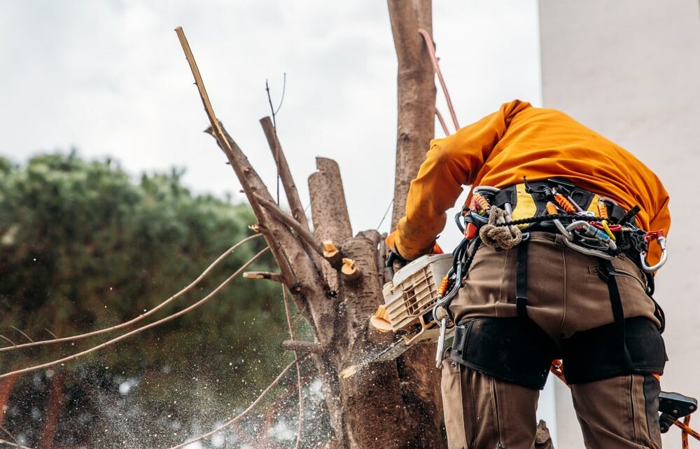 Pourquoi confier l’élagage de votre arbre à un professionnel est indispensable ?