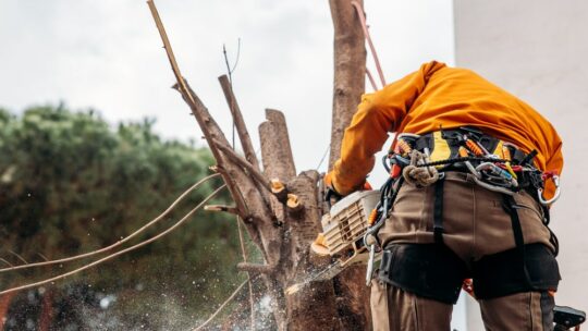 Pourquoi confier l’élagage de votre arbre à un professionnel est indispensable ?