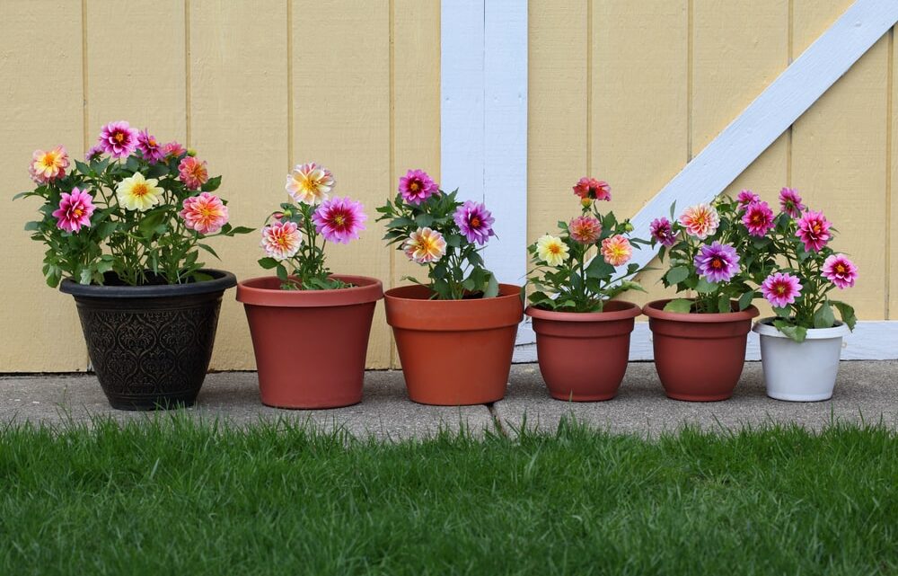 Dahlias : secrets pour une floraison époustouflante