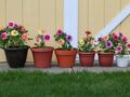 Dahlias : secrets pour une floraison époustouflante