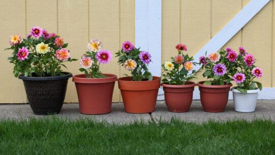 Dahlias : secrets pour une floraison époustouflante