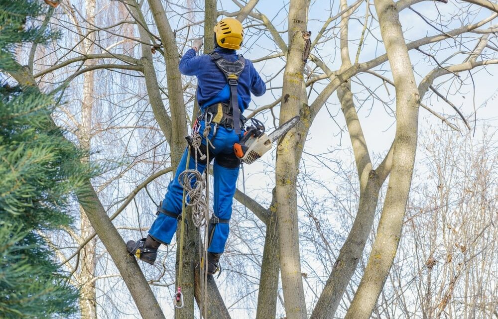 Taille, élagage et abattage d’arbres : comprendre les travaux, techniques et prix