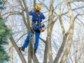 Taille, élagage et abattage d’arbres : comprendre les travaux, techniques et prix