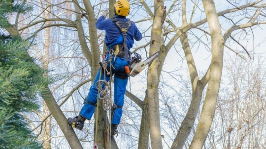 Taille, élagage et abattage d’arbres : comprendre les travaux, techniques et prix