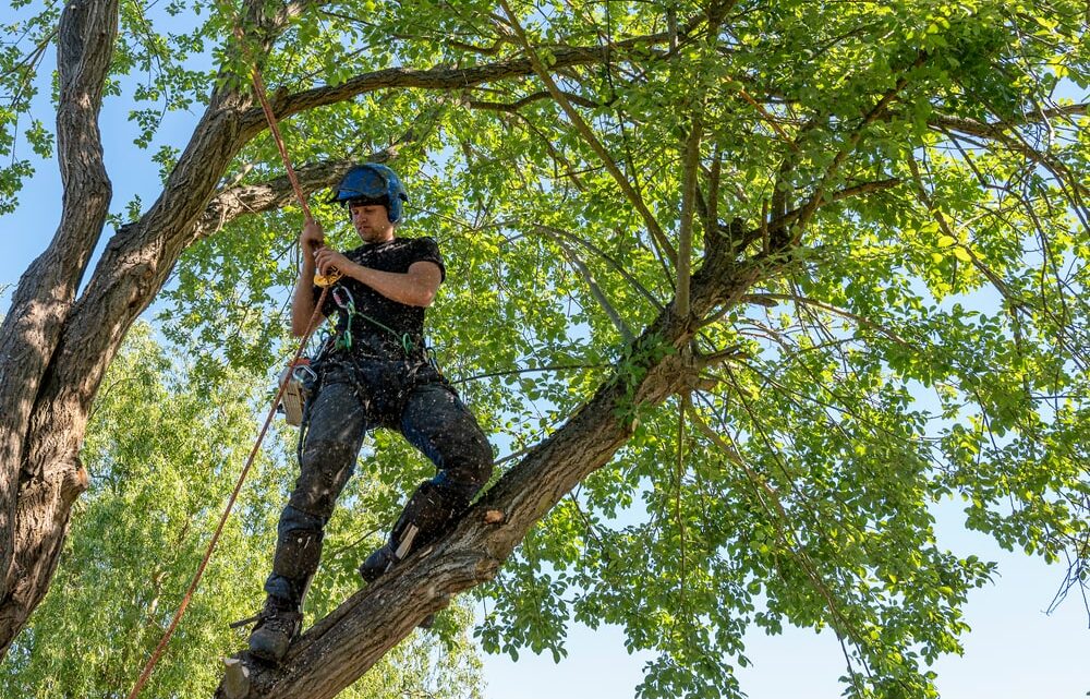 Les secrets d’un débroussaillage efficace : bien choisir sa débroussailleuse et ses équipements pour l’entretien des terrains